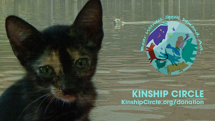 2t_72-ID_KinshipCircle