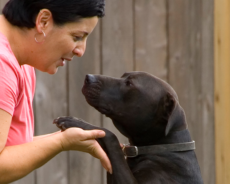Dogs are in limbo between seizure from Vick's fight compound and rehab