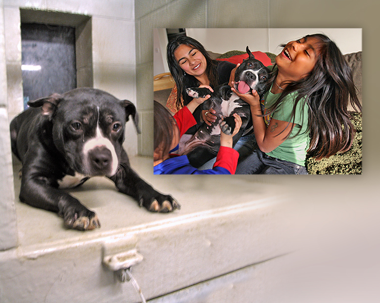 Vick dog Zippy gets a grand new life (c) Kinship Circle