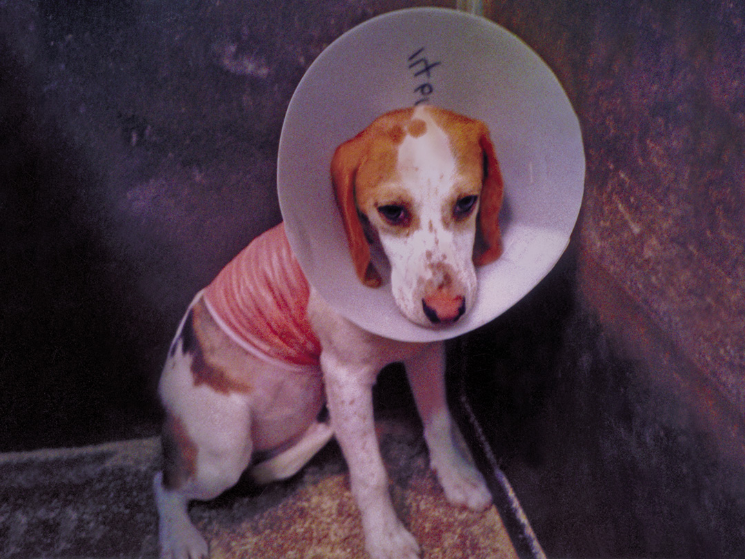 Huntingdon Life Sciences ally Envigo is permanently closed for animal cruelty. HLS corporate owner Inotiv is ordered to bring its animal facilities up to Animal Welfare Act requirements.