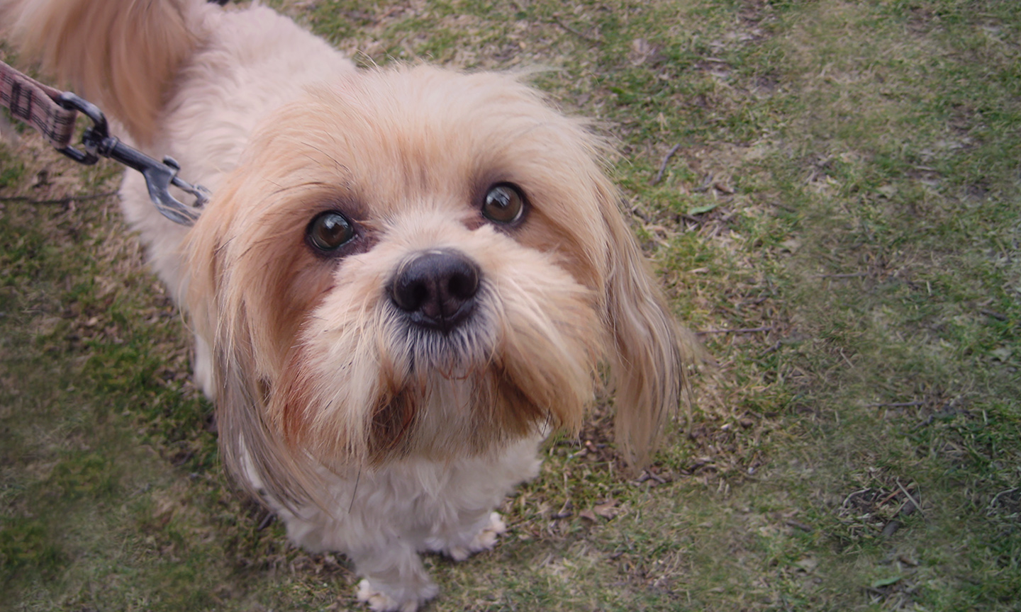 Kinship Circle Action Alerts For Animals