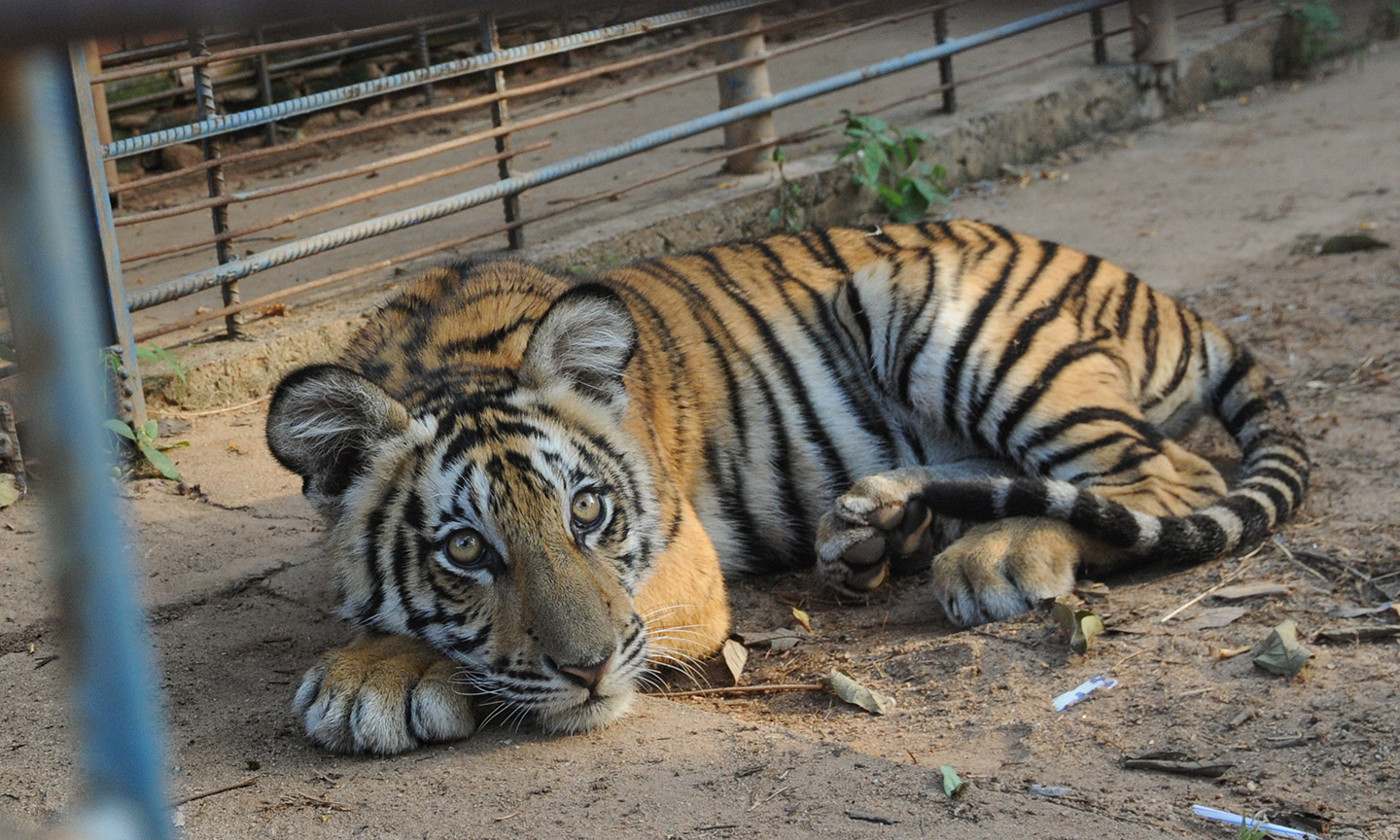 Kinship Circle Action Alerts For Animals