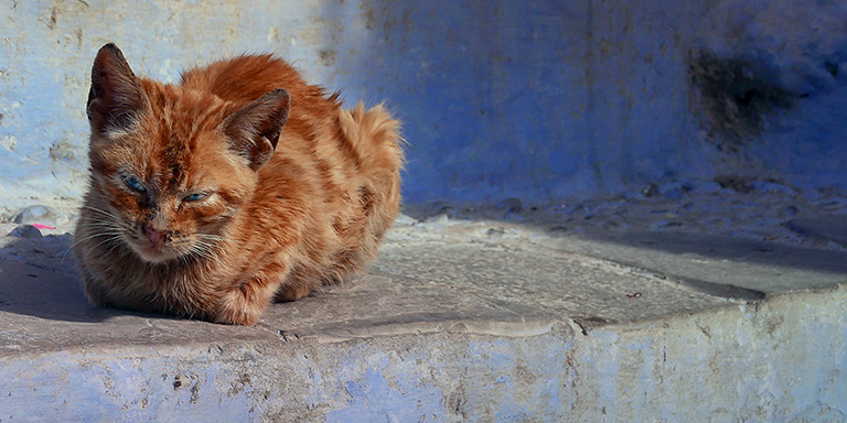 Superstition fuels cat abuse in Haiti, Kinship Circle