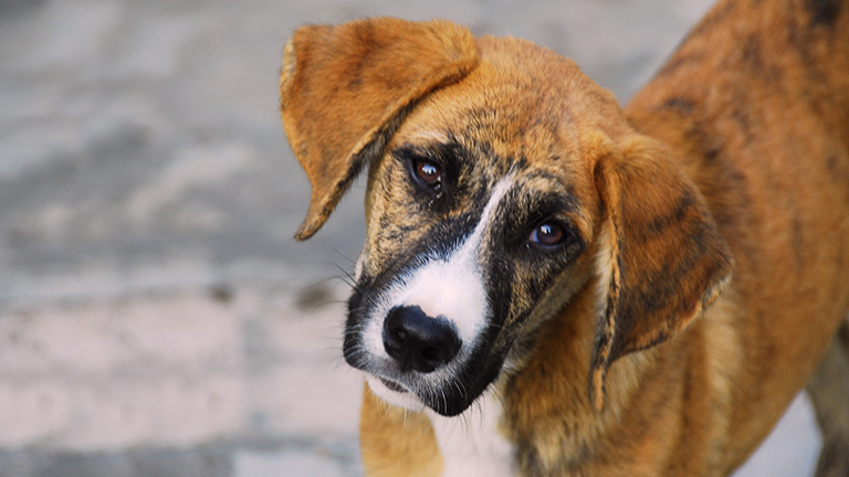 Street dog in Haiti quake ruins, Kinship Circle