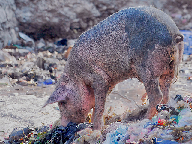 Pigs scavenge for food among dogs (c) Kinship Circle