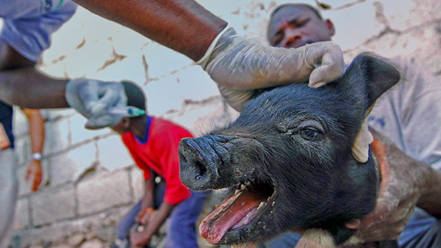 Pig vaccinated by ARCH mobile vet (c) Kinship Circle
