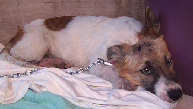 A sad puppy rescued from mudslides, (c) Kinship Circle