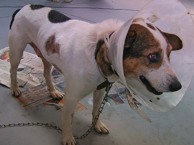 Spay surgery and removal of a mass, Kinship Circle