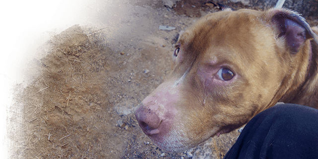 Rescued pit bull with bicheira, Kinship Circle