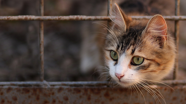 Kitten in disaster zone, Kinship Circle