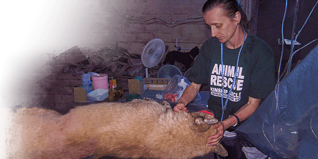 Cheri comforts back-surgery dog, Kinship Circle