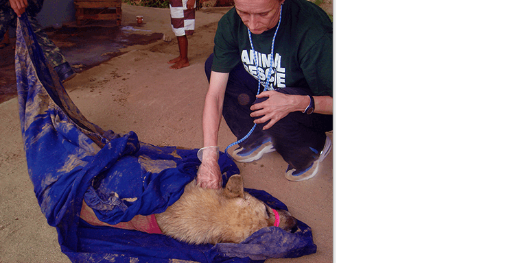 Hurt dog is stabilized to move to vehicle, Kinship Circle