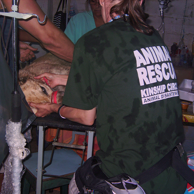 Cheri assists in hurt dog's surgery (c) Kinship Circle
