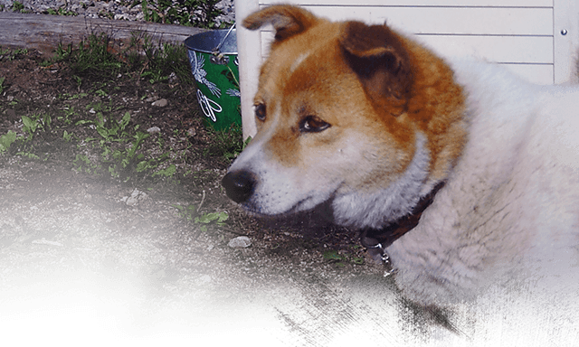 Rescued Chiro lives at the shelter, (c) Kinship Circle