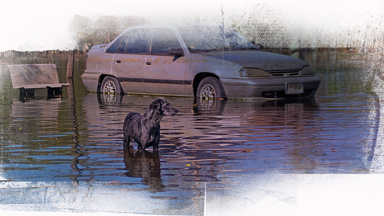 Dog on his own in floodwaters, (c) Kinship Circle