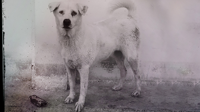 A hungry white dog at temple floods, (c) Kinship Circle