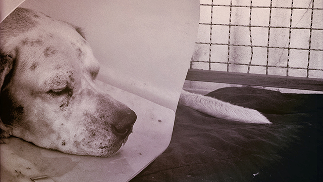 Injured dog rests at disaster shelter, (c) Kinship Circle