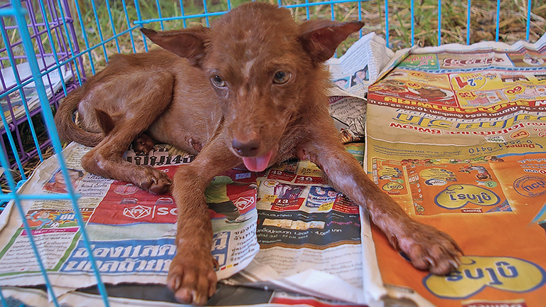 Pup with mange at disaster shelter, (c) Kinship Circle