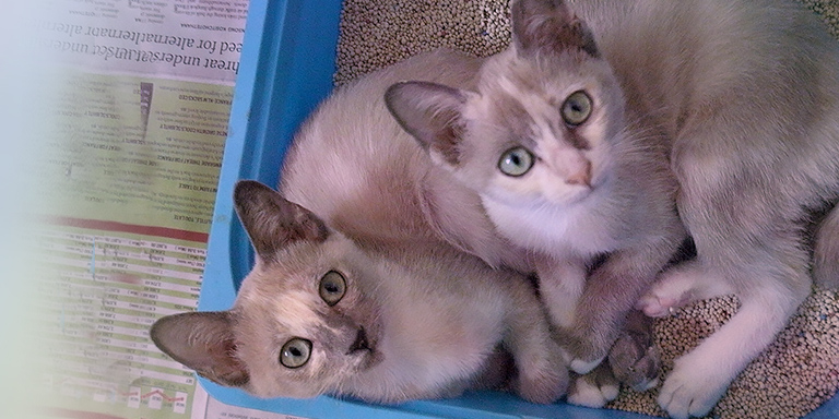 Cats are sheltered at SCAD Cat Ctr, (c) Kinship Circle