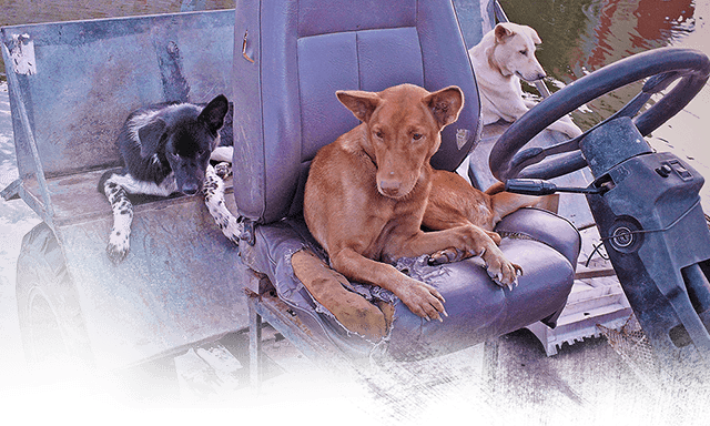 Kinship Circle is in Thailand for rescue, (c) Kinship Circle