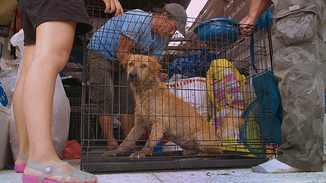 Darrick Thomson preps a dog for transpart, (c) Kinship Circle