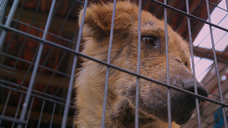 A weary starved dog is rescued, (c) Kinship Circle