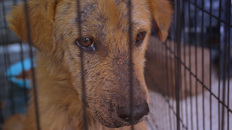 A starved rescue gobbles kibble, (c) Kinship Circle