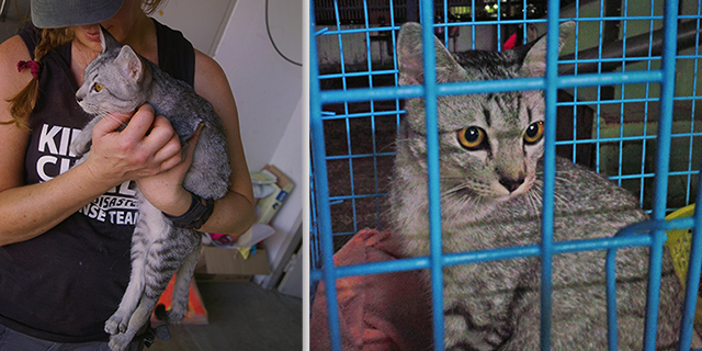 Brenda Shoss cuddles flood rescue cat (c) Kinship Circle