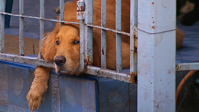 Shop dogs stay dry over flood streets, (c) Kinship Circle