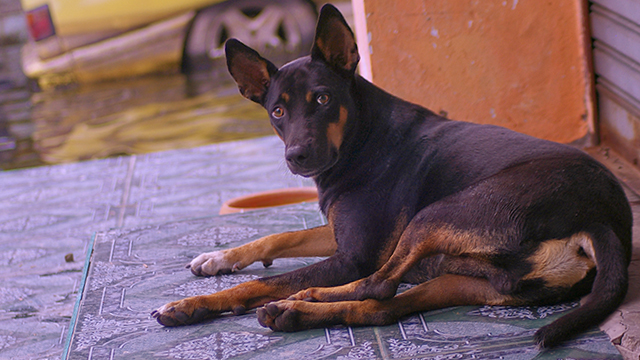 Shop dogs find dry spots, but no food, (c) Kinship Circle