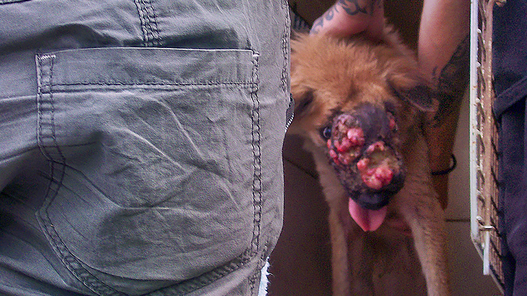 A dog rescue with TVT Tumors, (c) Kinship Circle