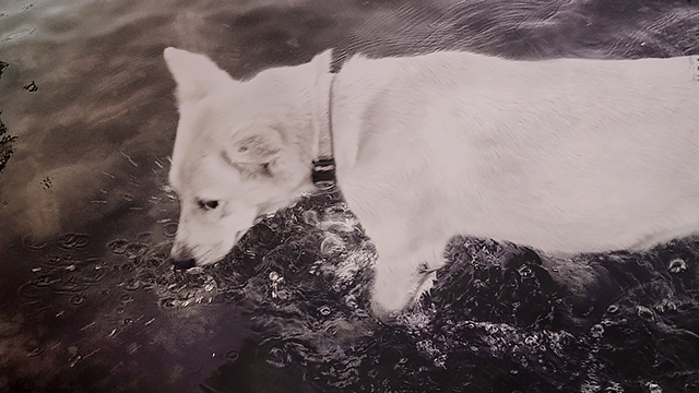 Dog in Thailand flood waters, (c) Kinship Circle