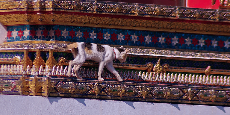 A cat walks high atop temple roofs (c) Kinship Circle