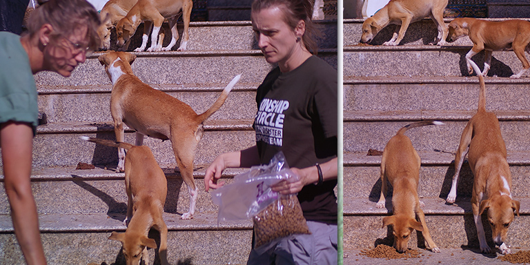 The team feeds dogs at flooded temples, Kinship Circle