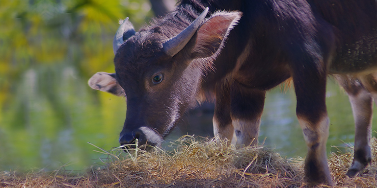 Water buffalo mingle with dogs, (c) Kinship Circle