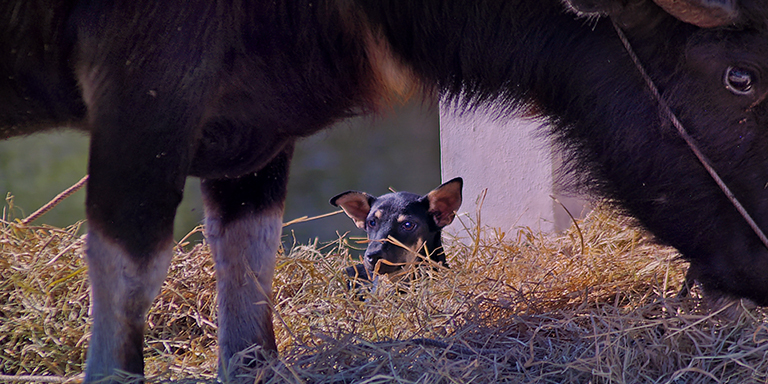 A dog beneath a water buffalo, (c) Kinship Circle