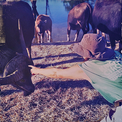 Adrienne Usher feeds water buffalo, (c) Kinship Circle