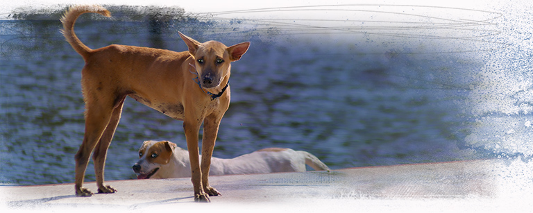 Dog at temple flood balances on ledge, (c) Kinship Circle