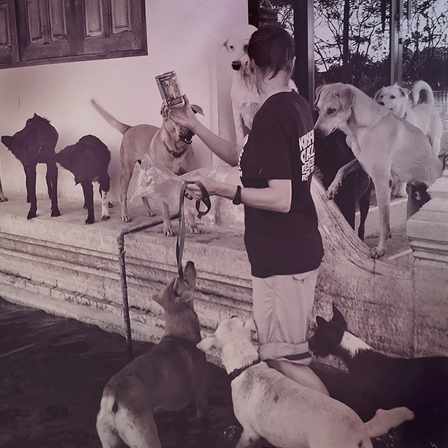 Dogs swarm around Cheri's food boat (c) Kinship Circle