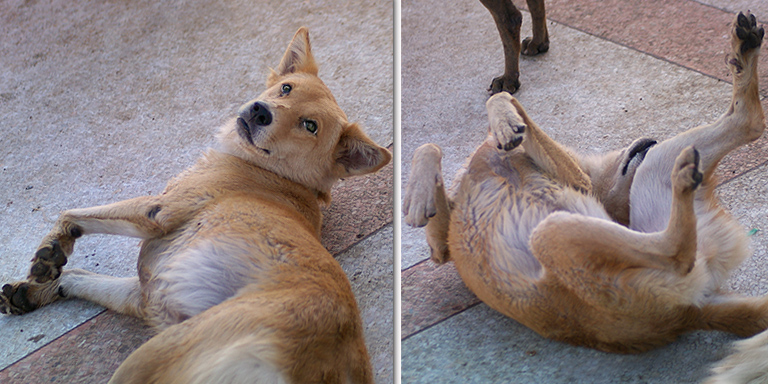A flood dog rolls for belly rubs, (c) Kinship Circle