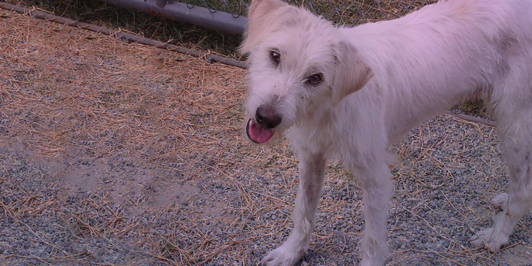 Monk heals into a very happy dog, Kinship Circle