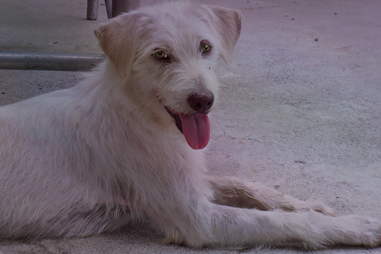 Monk is ready for his forever home (c) Kinship Circle