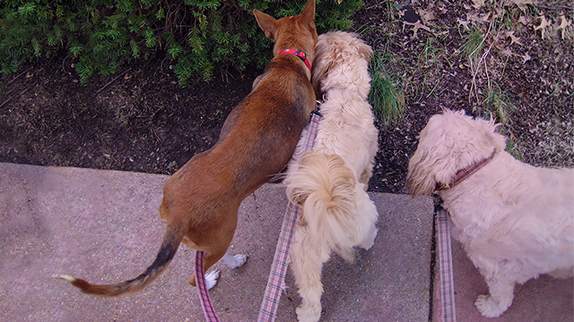 Mabel, Ethel and Mandy explore, (c) Kinship Circle