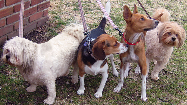 The Girls in Brenda's backyard, (c) Kinship Circle