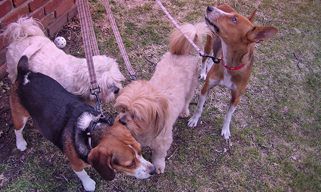 Mandy, Libby, Ethel, Manbel: Secrets, Kinship Circle