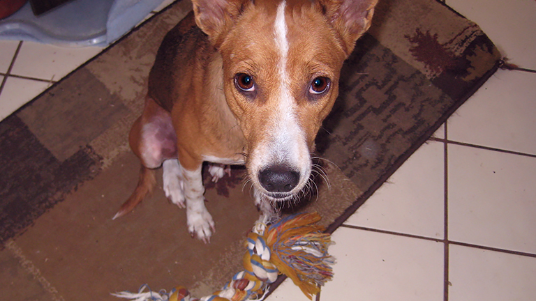 Mabel collects toys in her new home, (c) Kinship Circle