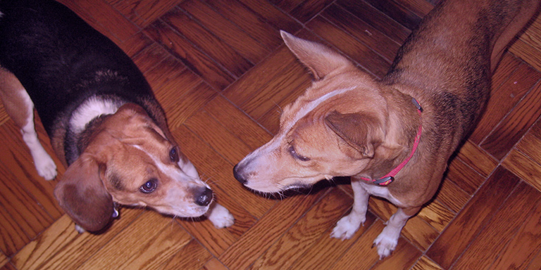 Mabel meets fellow hound Libby, a beagle, Kinship Circle