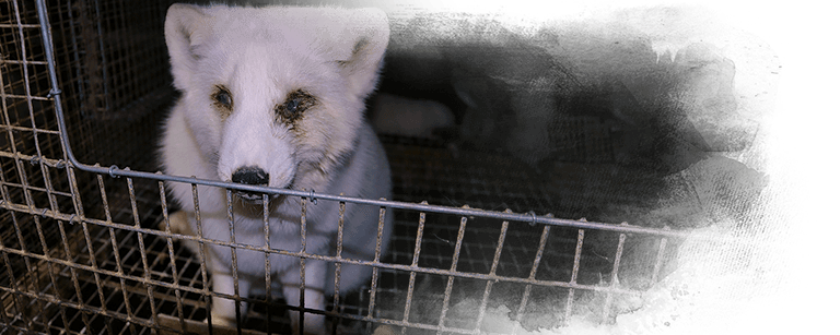 Undercover investigation of Finnish fur farms, Oikeutta ela imille