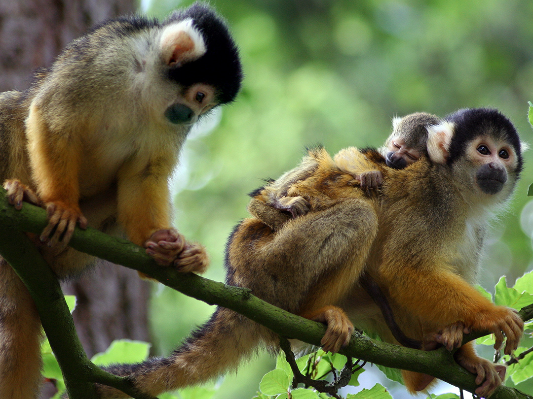 NASA nixes its nuke tests on monkeys. Kinship Circle