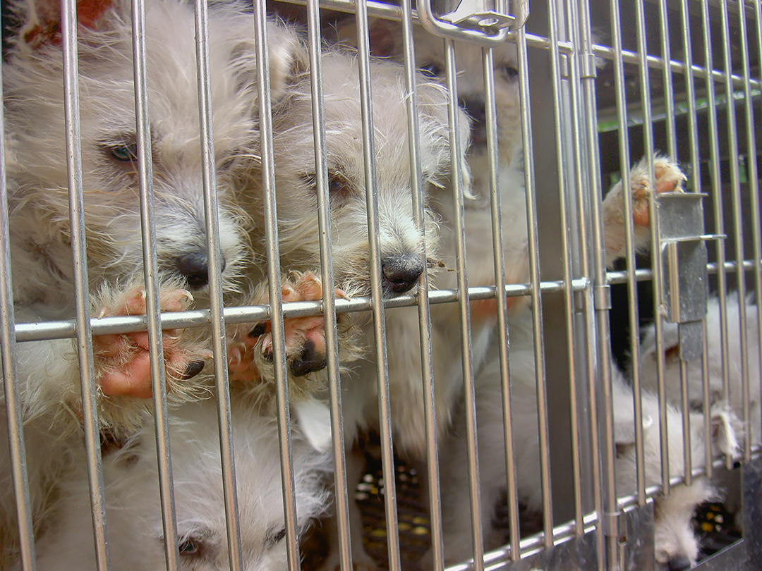 Puppy Mill Capital, USA: 1 year of diluted law in Missouri. Kinship Circle